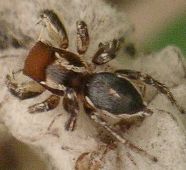 Habronattus forticulus male