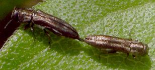 Agrilus species mating
