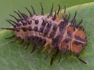 Chilocorus cacti larva