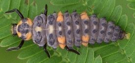 Coccinella septempunctata larva final instar