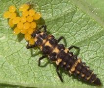 Coleomegilla maculata larva eating ladybird beetle eggs