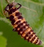 Coleomegilla maculata larva final instar