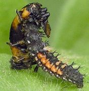 Harmonia axyridis larva eating Coccinella septempunctata pupa