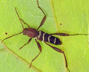 Neoclytus acuminatus