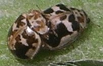 Psyllobora renifer mating