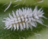 Scymnus species larva