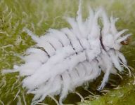 Scymnus species larva