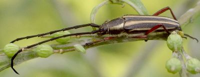 Sphaenothecus bivittata female