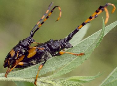 Trachyderes mandibularis mating