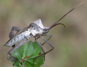 Acanthocephala declivis