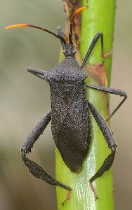 Acanthocephala terminalis