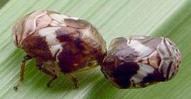 Clastoptera species mating