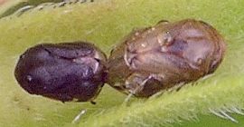 Clastoptera species mating