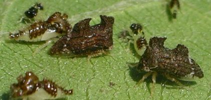 Entylia concisa with nymphs