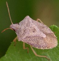 Stink bugs: A practical guide for exporters and shippers - Wallenius  Wilhelmsen