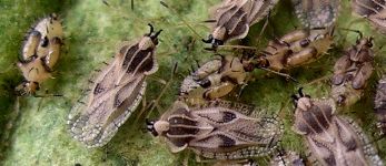 Gargaphia species and nymphs