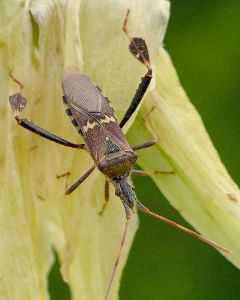 Leptoglossus clypealis