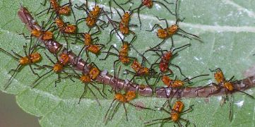 newly hatched Leptoglossus species nymphs