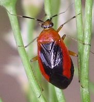 Metriorhynchomiris dislocatus