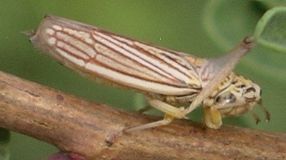 Valerie's Austin Bug Collection: Insects > Hemiptera (bugs, etc