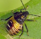 Podisus maculiventris nymph