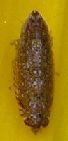 Scaphytopius species