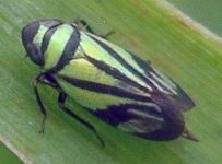 Stirellus bicolor