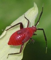 Taedia species nymph