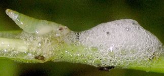 unidentified spittlebug nymph