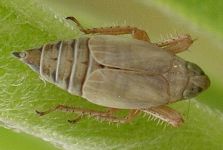 unidentified leafhopper