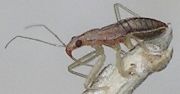 unidentified damsel bug nymph