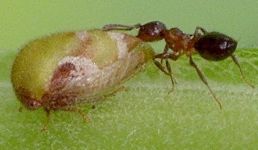 Vanduzea species and ant