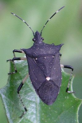 black stink bug