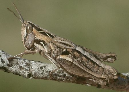 Texas short-winged slant-faced grasshopper