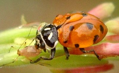 convergent lady beetle eating aphid