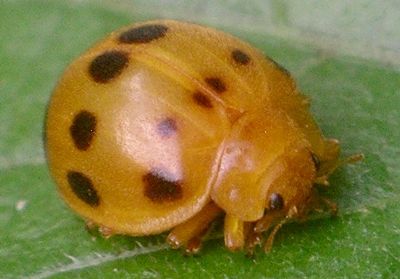 squash lady beetle