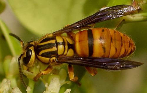 southern yellowjacket queen