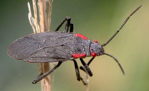 red-shouldered bug