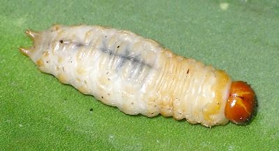 agave weevil larva