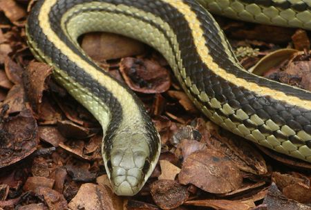 Texas patchnose snake