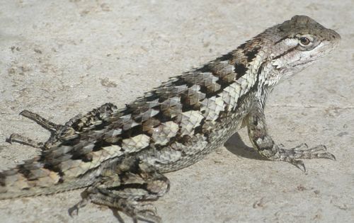 Texas spiny lizard