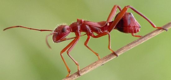 Texas bow-legged bug nymph
