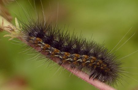 saltmarsh caterpillar