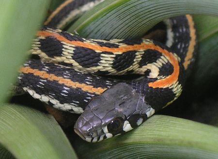 eastern blackneck garter snake