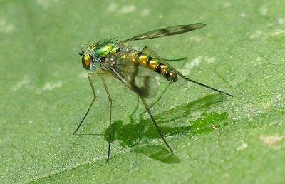 Texan long-legged fly