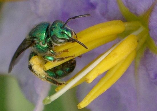 green sweat bee buzz pollinating nightshade