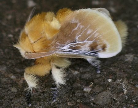 southern flannel moth