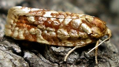 juniper budworm moth