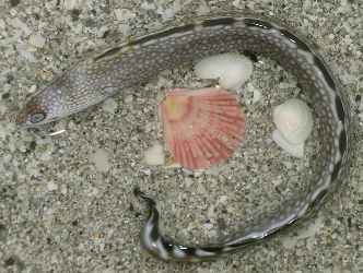 Eel and Sea Shells