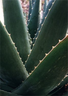 very large aloe leaves